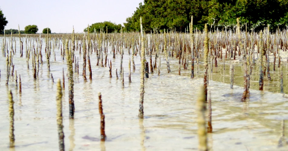 Sunset Kayaking in Doha’s Mangroves
